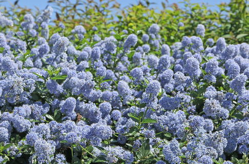 Säckelblume 'Yankee Point' - Ceanothus griseus 'Yankee Point'