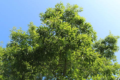 Sägezahn-Eiche - Quercus acutissima