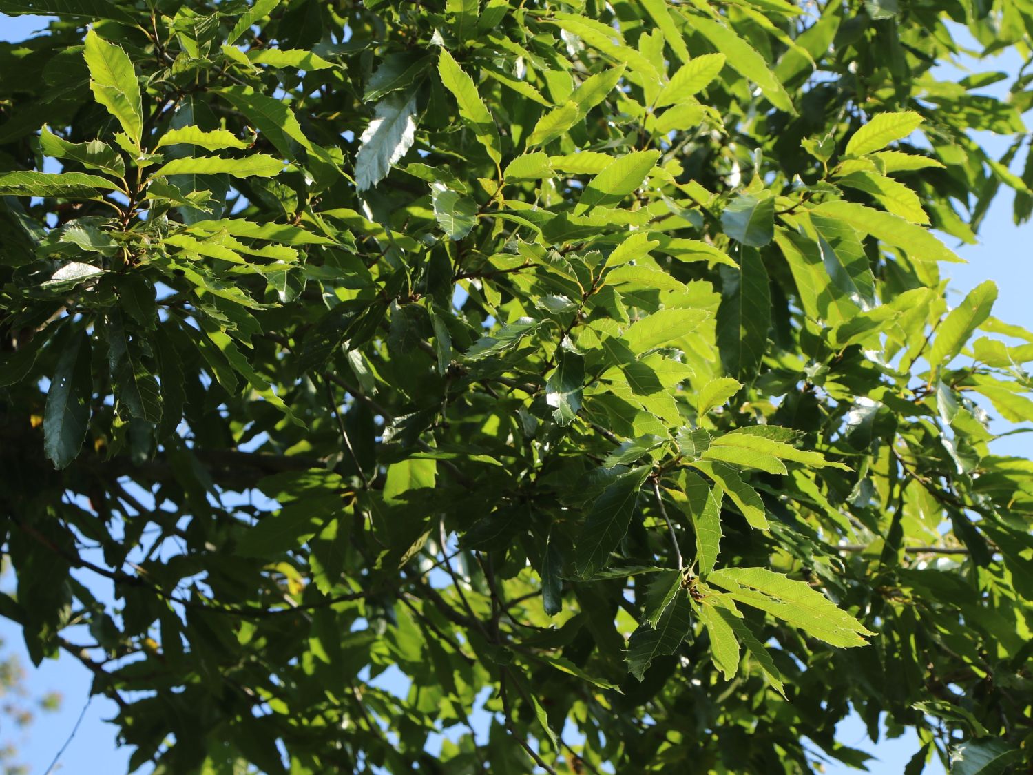 Sägezahn-Eiche - Quercus acutissima