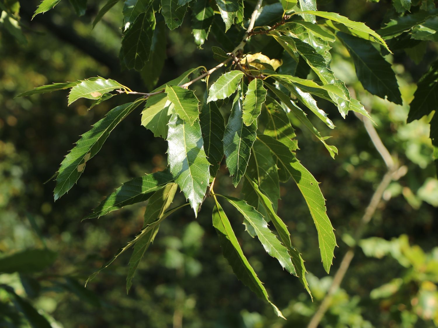 Sägezahn-Eiche - Quercus acutissima