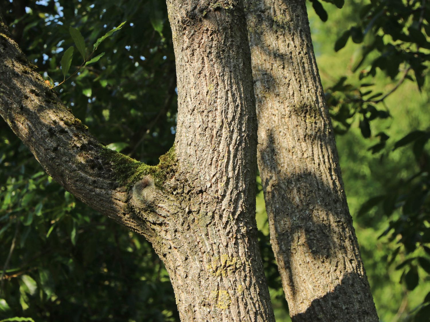 Sägezahn-Eiche - Quercus acutissima