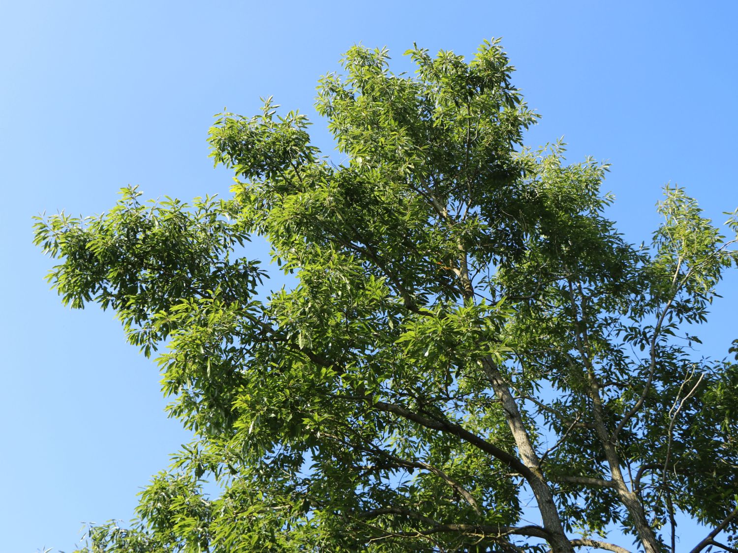 Sägezahn-Eiche - Quercus acutissima