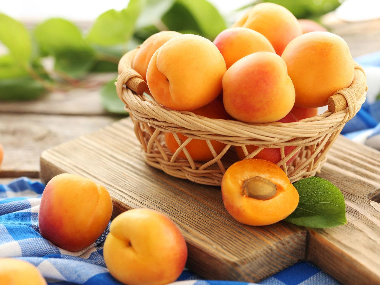 Säulen-Aprikose 'Armi-Col'