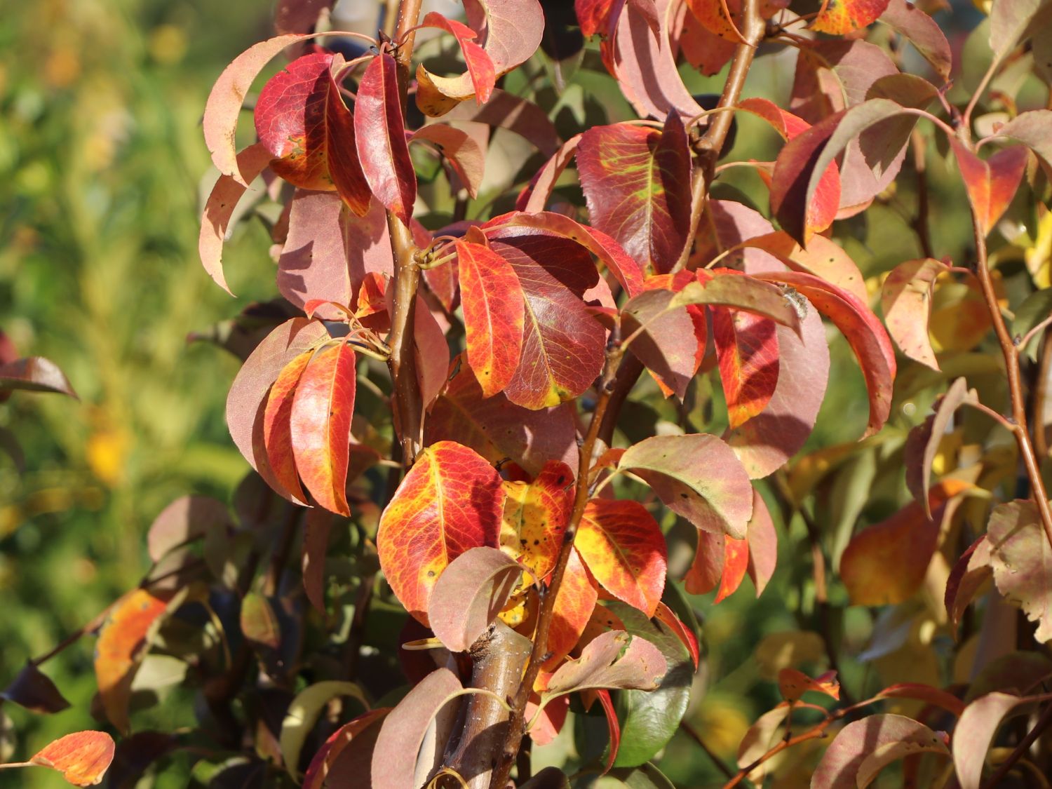 Säulen-Birne 'Condora' / 'Condo' - Pyrus 'Condora' / 'Condo'