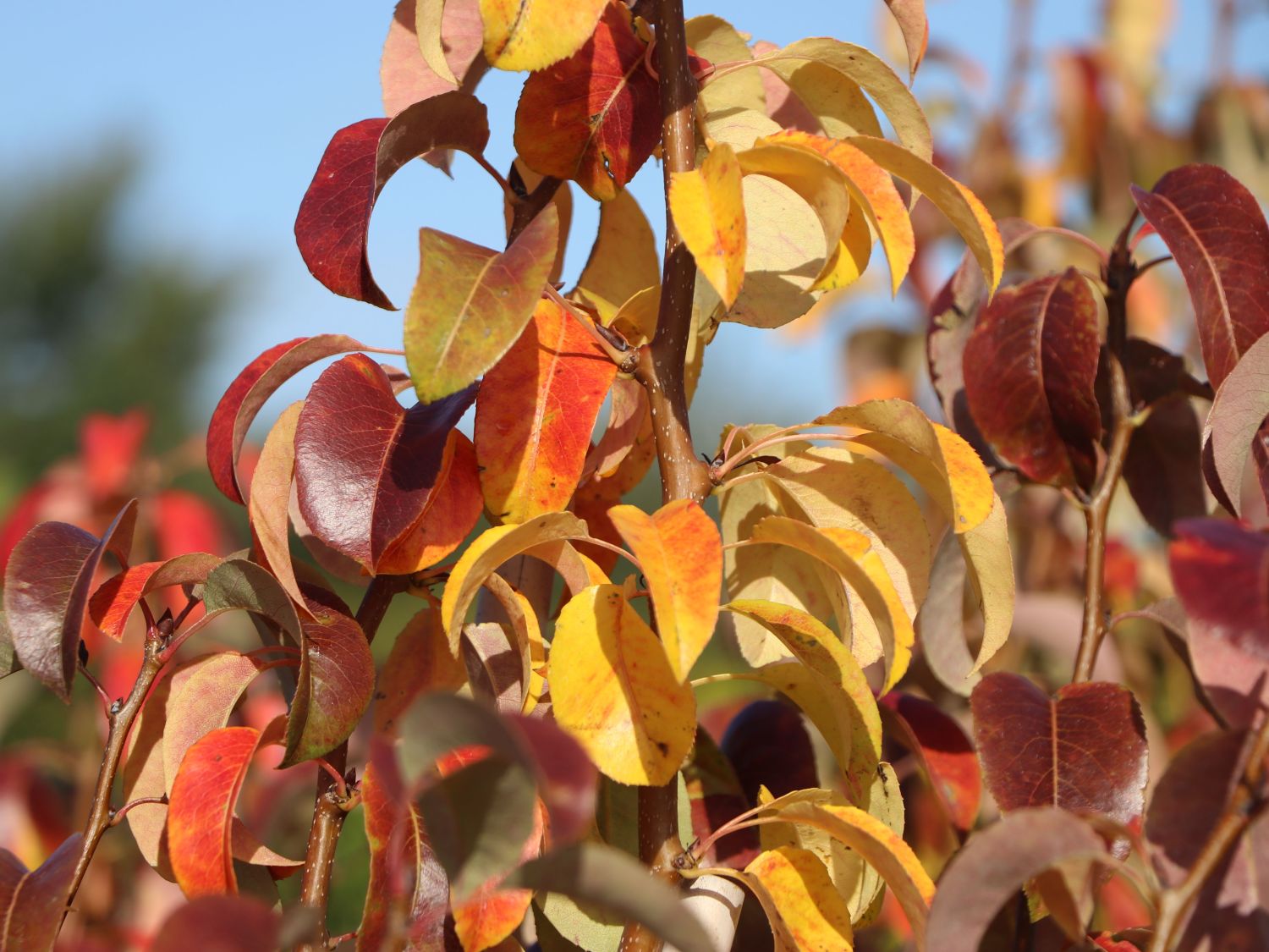 Säulen-Birne 'Condora' / 'Condo' - Pyrus 'Condora' / 'Condo'