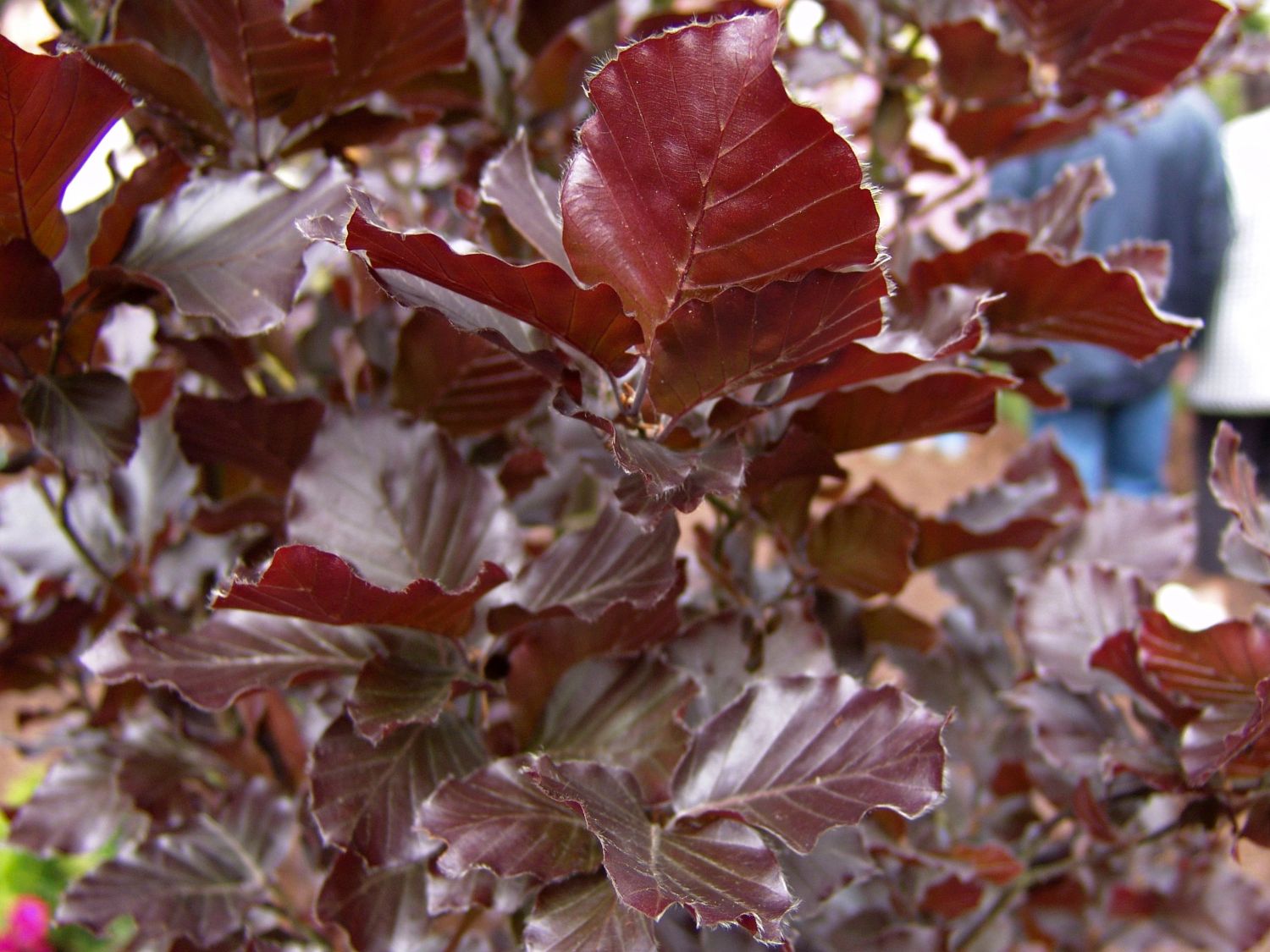 Säulen-Blutbuche 'Dawyck Purple'