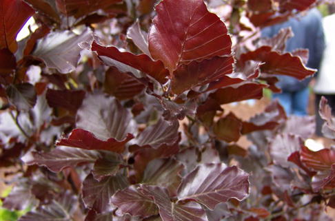 Säulen-Blutbuche 'Dawyck Purple' - Fagus sylvatica 'Dawyck Purple'