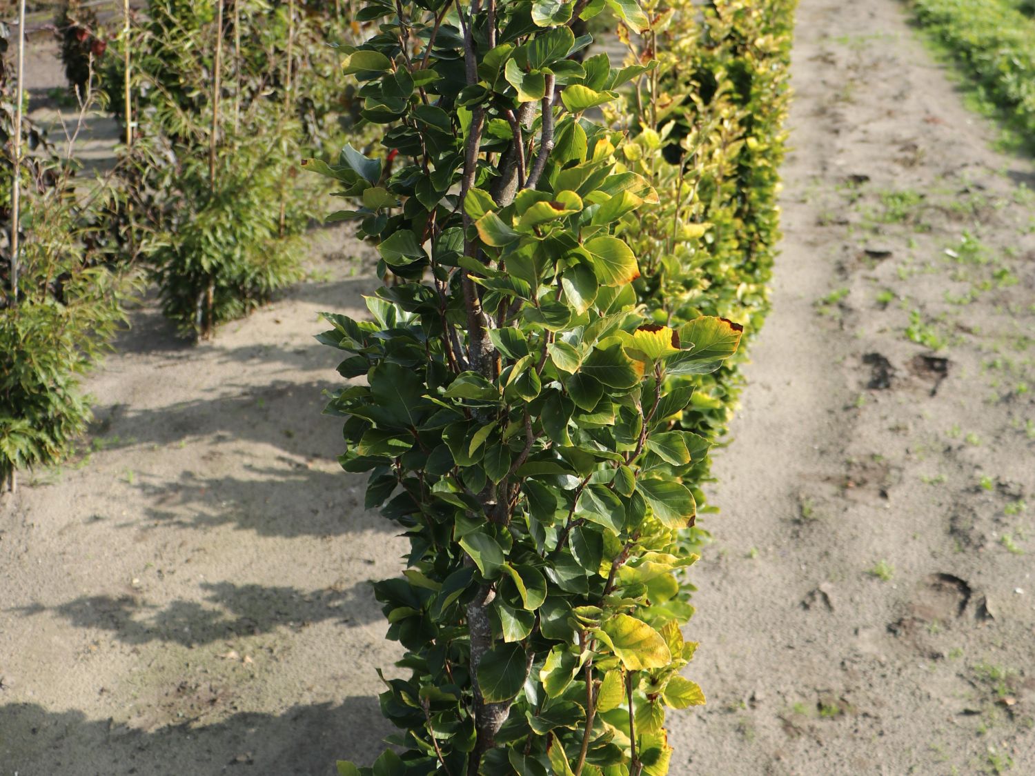 Säulen-Goldbuche 'Dawyck Gold'