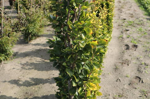 Säulen-Goldbuche 'Dawyck Gold' - Fagus sylvatica 'Dawyck Gold'