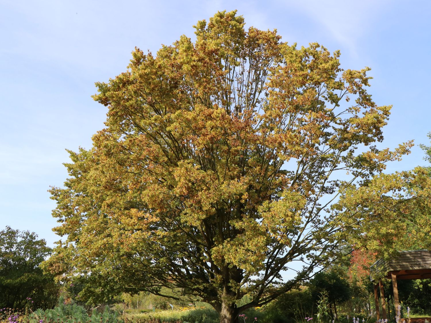 Säulen-Hainbuche 'Columnaris'