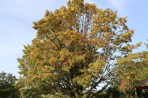 Säulen-Hainbuche 'Columnaris' - Carpinus betulus 'Columnaris'