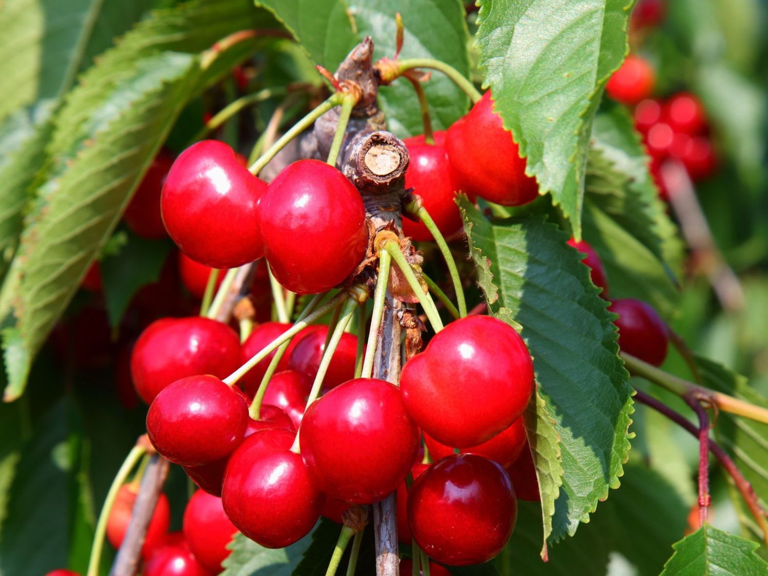 Säulen-Kirsche 'Claudia'