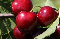 Säulen-Sauerkirsche 'Jachim'