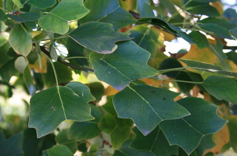 Säulen-Tulpenbaum 'Ardis' - Liriodendron tulipifera 'Ardis'