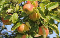 Säulenapfel 'Arbat' ®