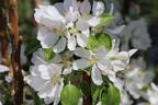 Säulenapfel Ballerina 'Flamenco' ® - Malus Ballerina 'Flamenco' ®