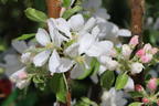 Säulenapfel Ballerina 'Flamenco' ® - Malus Ballerina 'Flamenco' ®