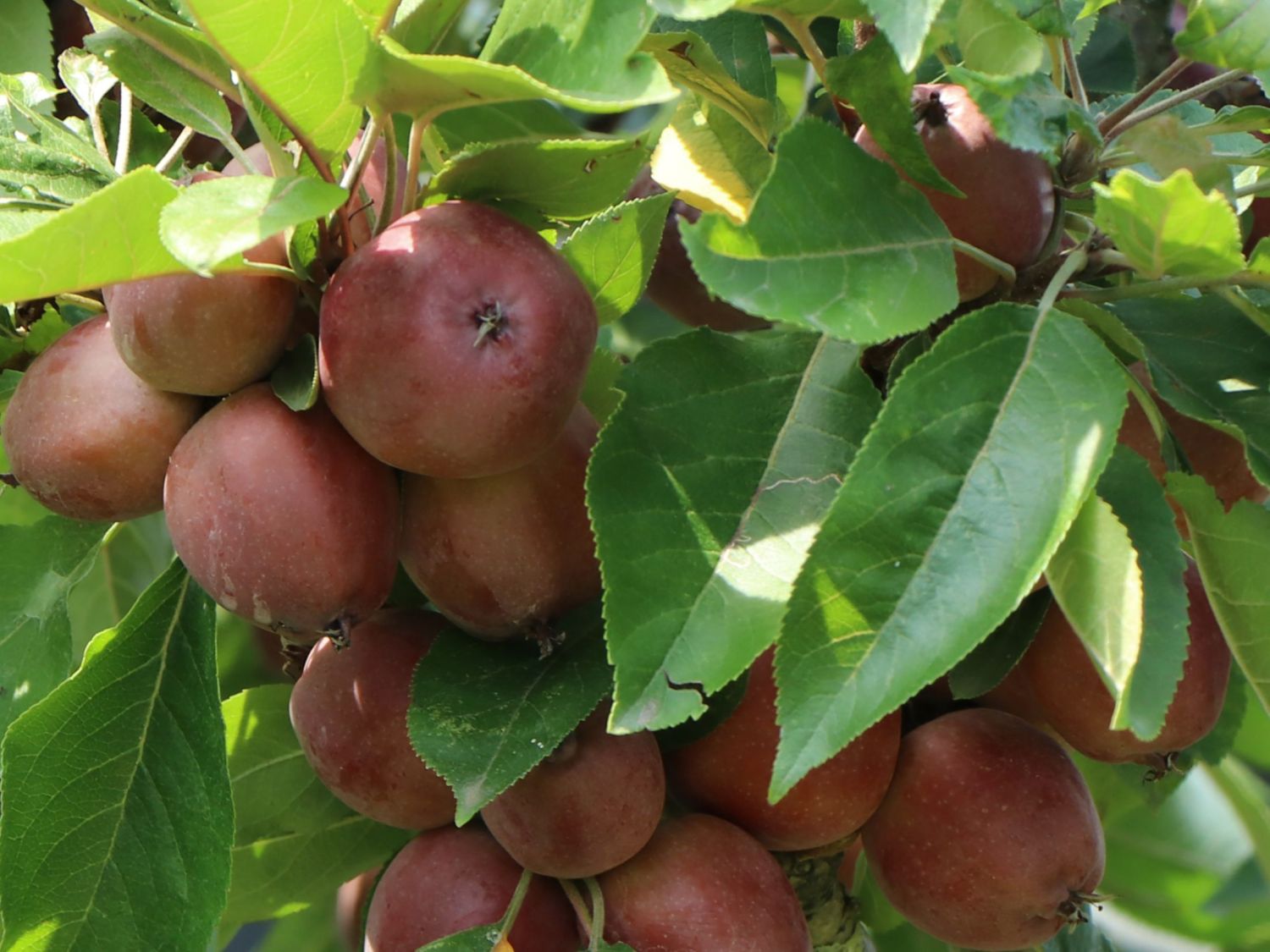 Säulenapfel 'Black McIntosh'