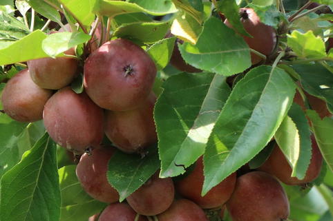 Säulenapfel 'Black McIntosh' - Malus domestica 'Black McIntosh'