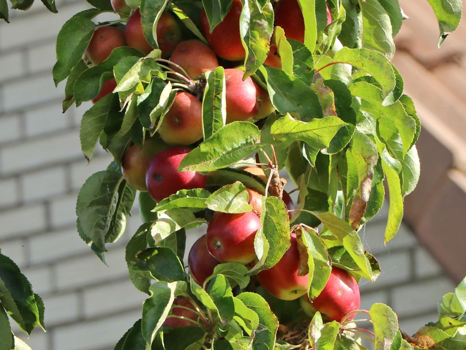 Säulenapfel 'Campanilo' ® quattro