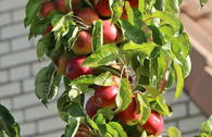 Säulenapfel 'Campanilo' ® quattro