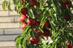 Säulenapfel 'Campanilo' ® quattro - Malus 'Campanilo' ® quattro
