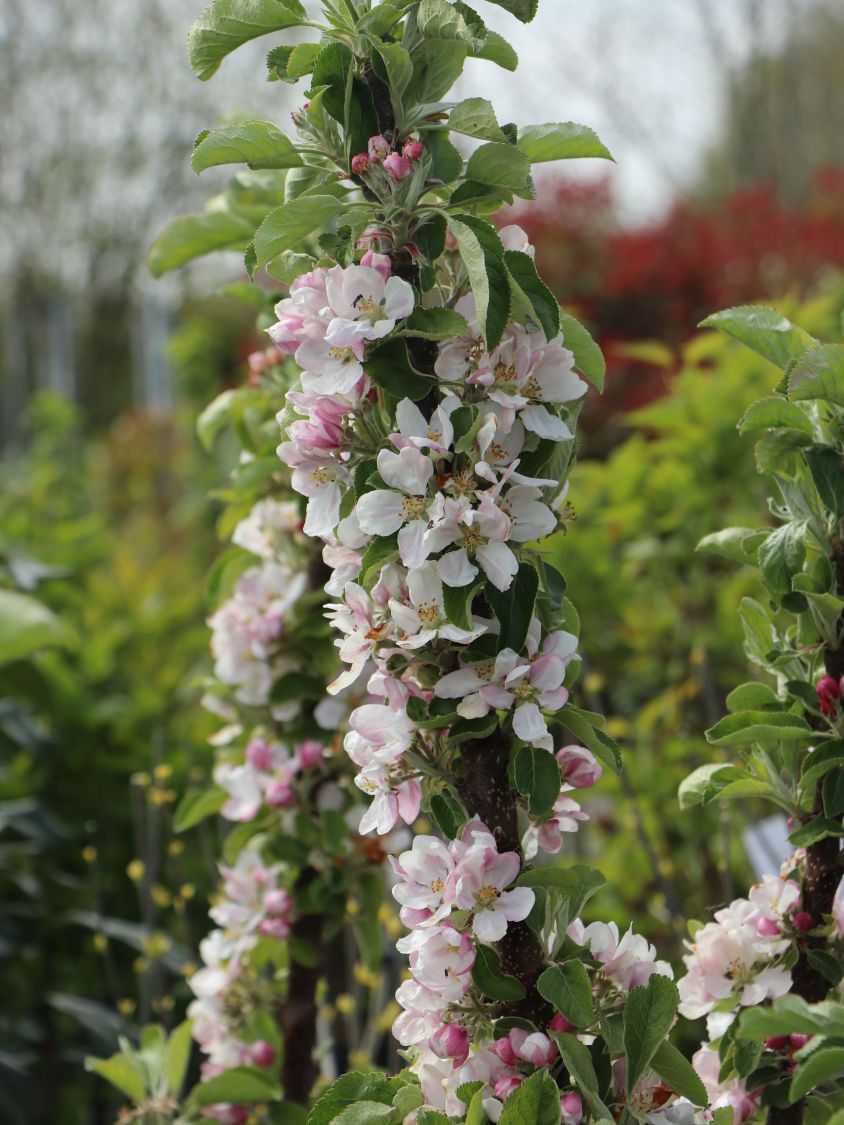 Säulenapfel 'Campanilo' ® quattro - Malus 'Campanilo' ® quattro