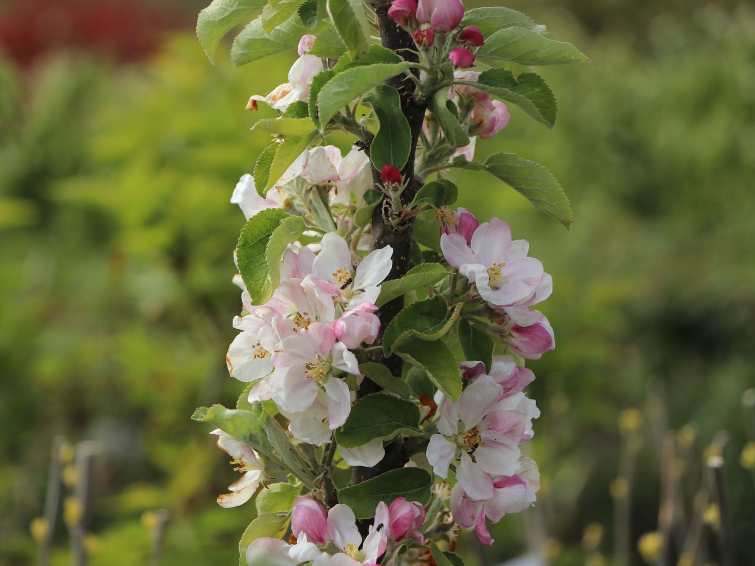 Säulenapfel 'Campanilo' ® quattro - Malus 'Campanilo' ® quattro
