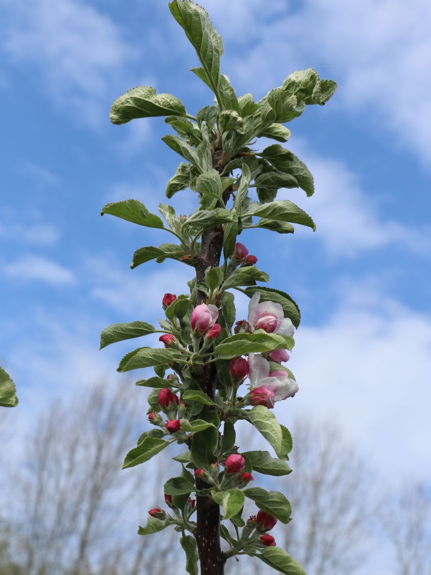 Säulenapfel 'Campanilo' ® quattro - Malus 'Campanilo' ® quattro
