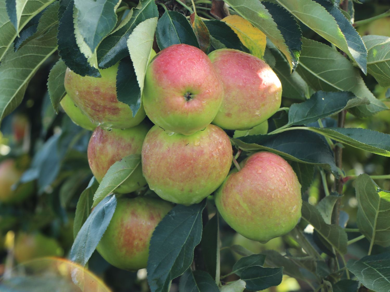 Säulenapfel 'Garden Fountain' ®