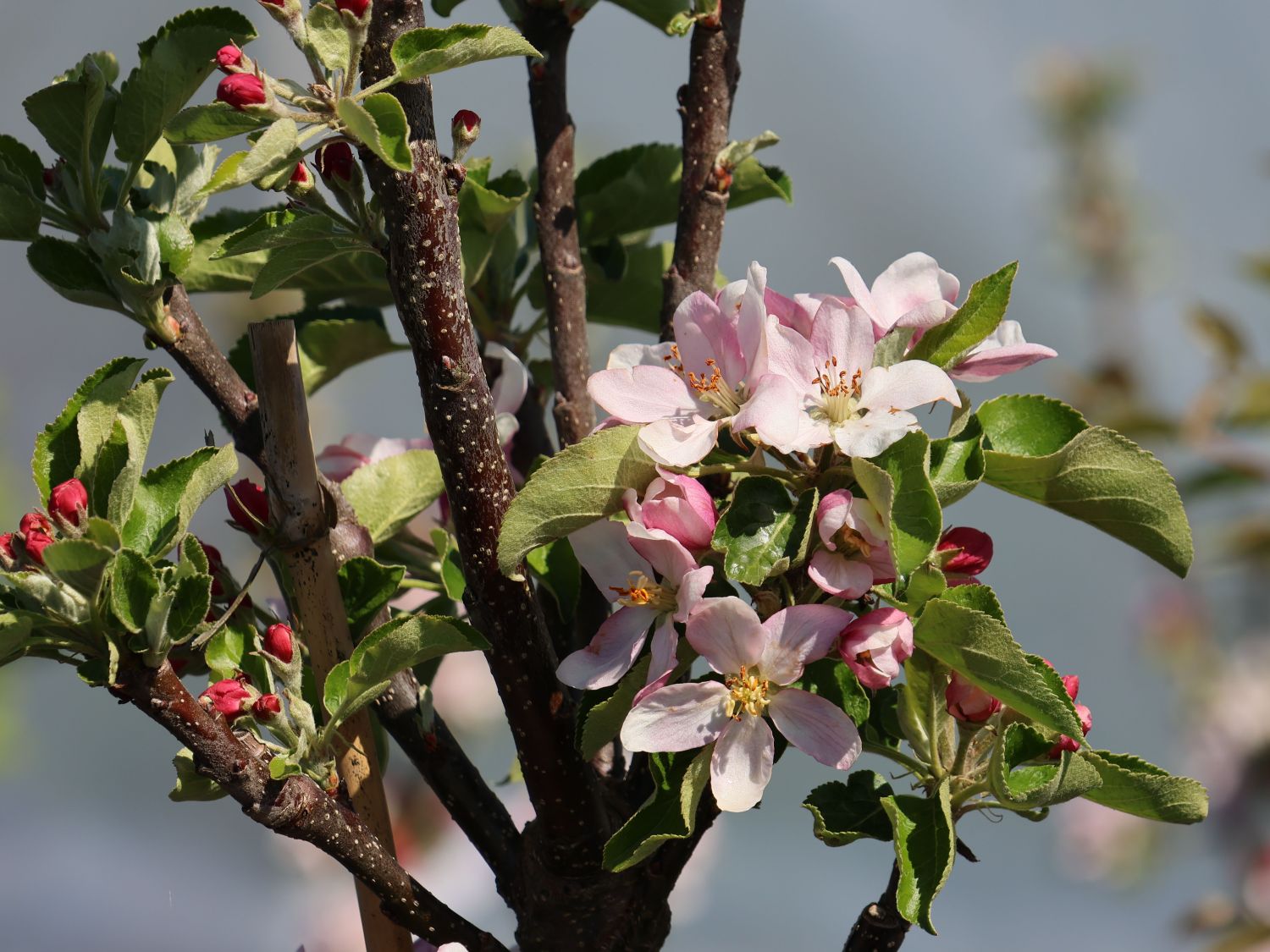 Säulenapfel 'Garden Fountain' ® - Malus 'Garden Fountain' ®
