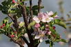 Säulenapfel 'Garden Fountain' ® - Malus 'Garden Fountain' ®