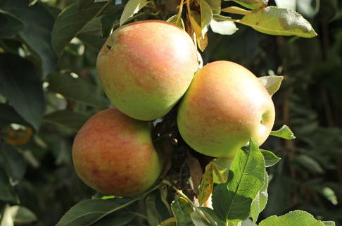 Säulenapfel 'Goldcats' - Malus 'Goldcats'