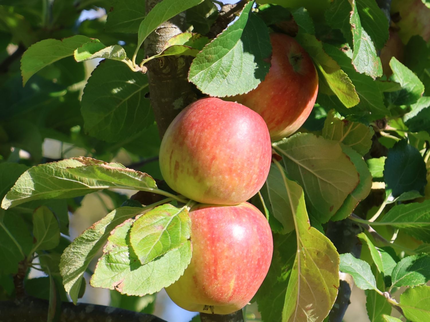 Säulenapfel 'Jucunda'
