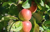 Säulenapfel 'Jucunda'