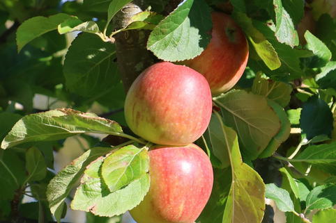 Säulenapfel 'Jucunda' - Malus domestica 'Jucunda'