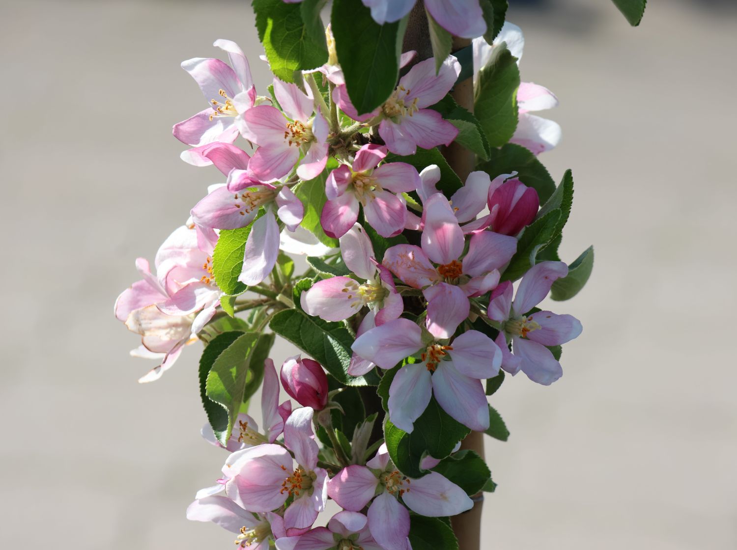 Säulenapfel 'Jucunda' - Malus domestica 'Jucunda'