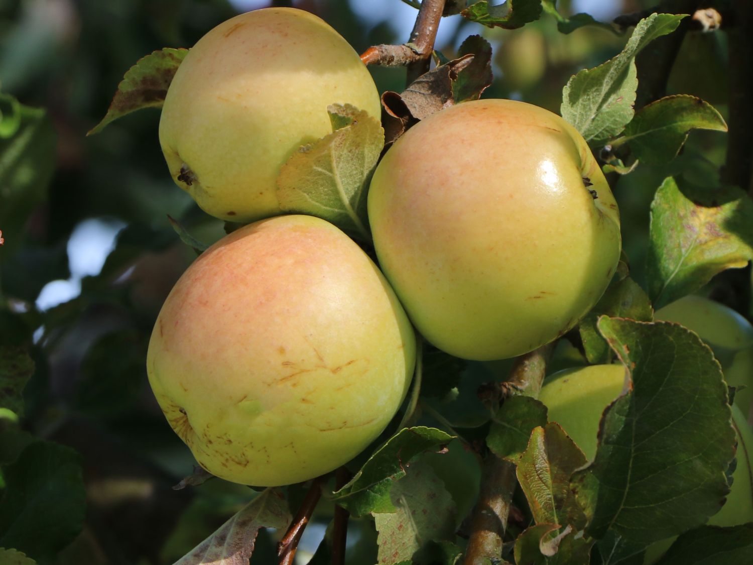 Säulenapfel 'Lopini' ®