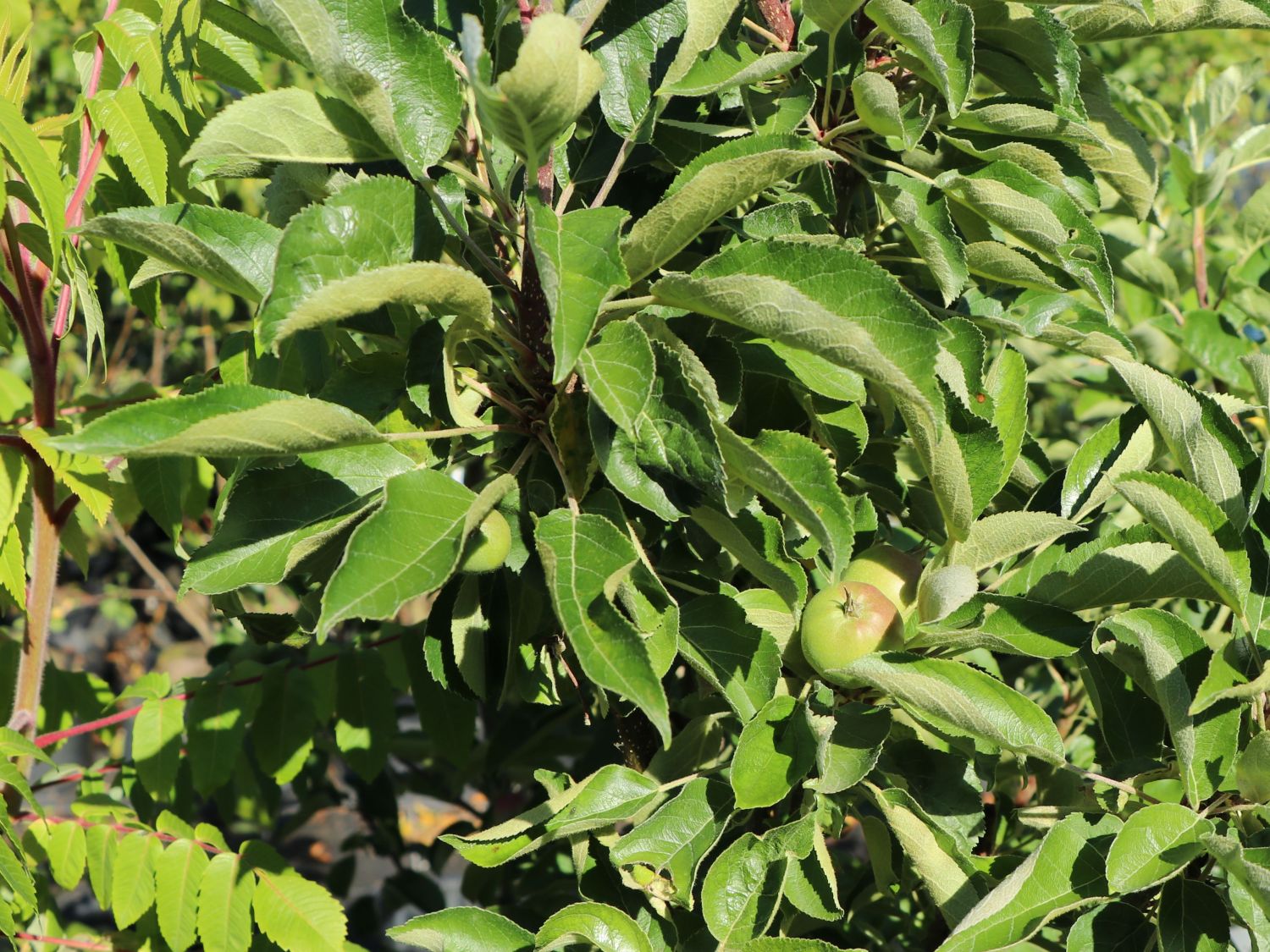 Säulenapfel 'Lopini' ® - Malus 'Lopini' ®