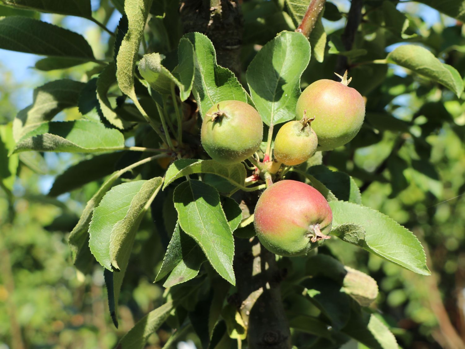Säulenapfel 'Lopini' ® - Malus 'Lopini' ®