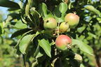 Säulenapfel 'Lopini' ® - Malus 'Lopini' ®