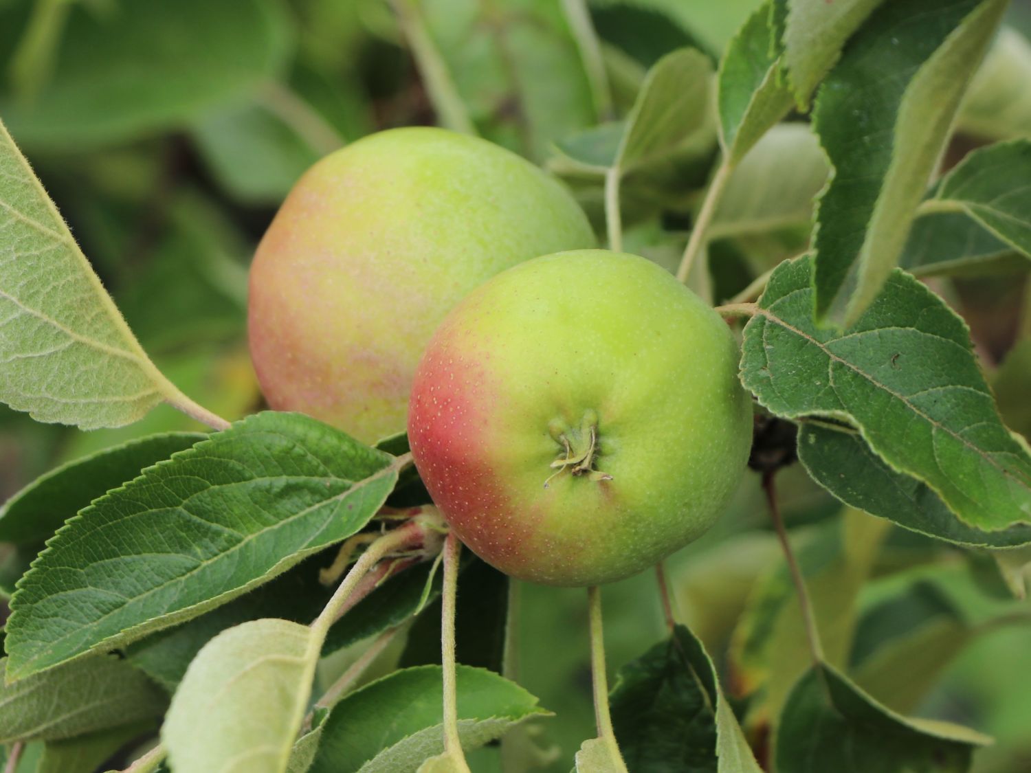 Säulenapfel 'Lopini' ® - Malus 'Lopini' ®