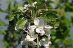 Säulenapfel 'Lopini' ® - Malus 'Lopini' ®