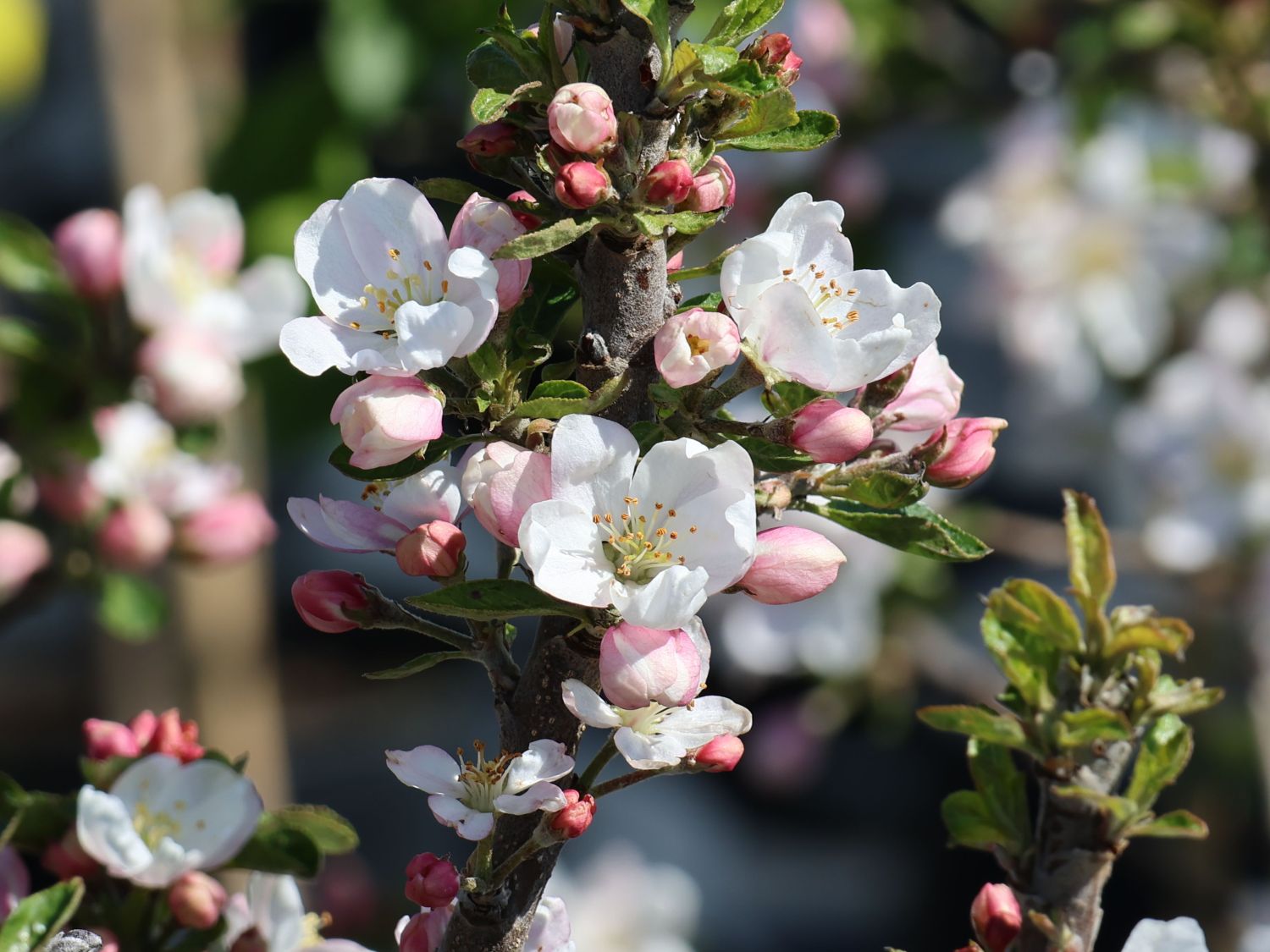 Säulenapfel 'Merlin' - Malus 'Merlin'
