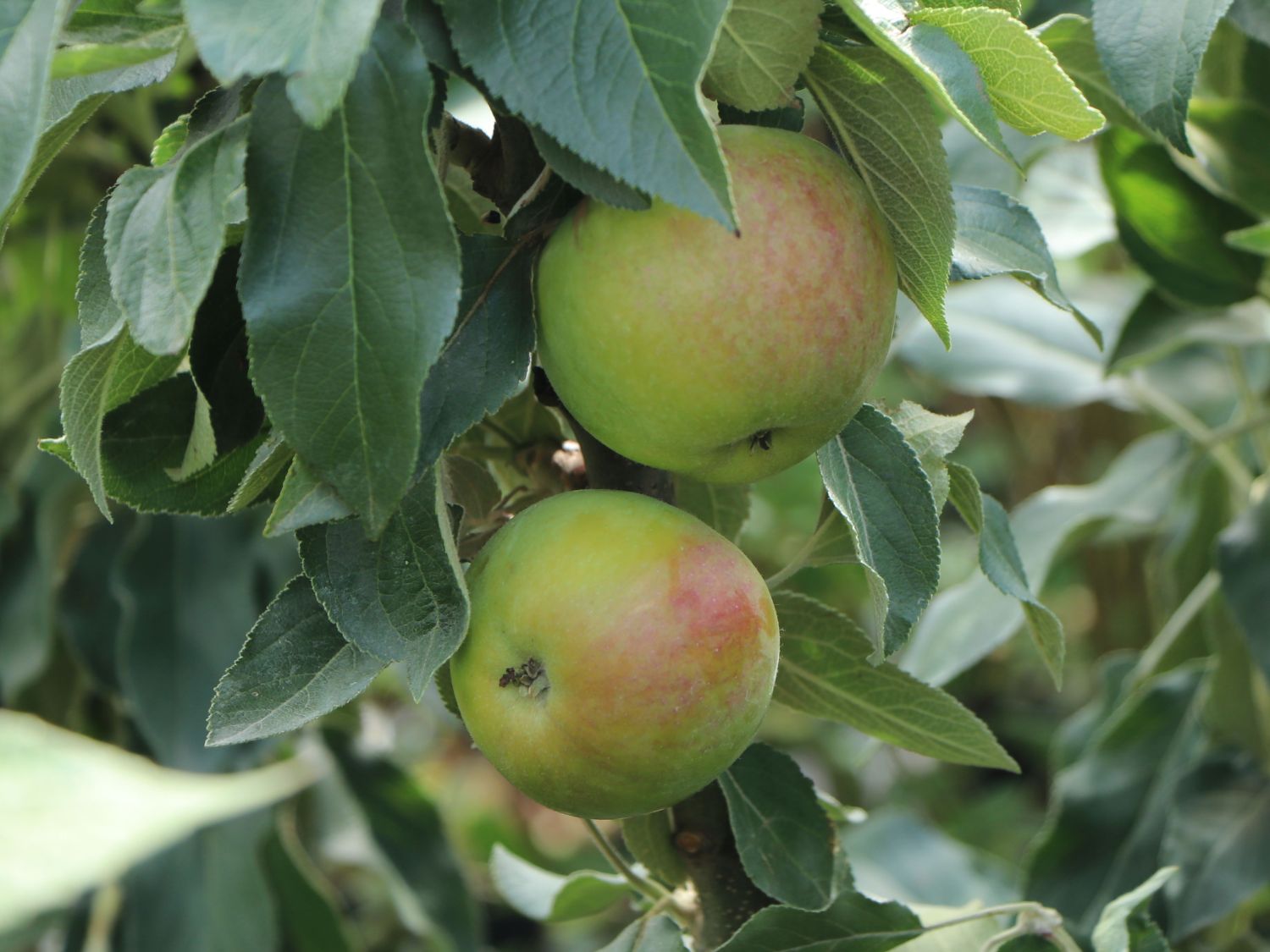 Säulenapfel 'Pomforyou'
