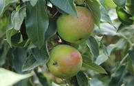 Säulenapfel 'Pomforyou'