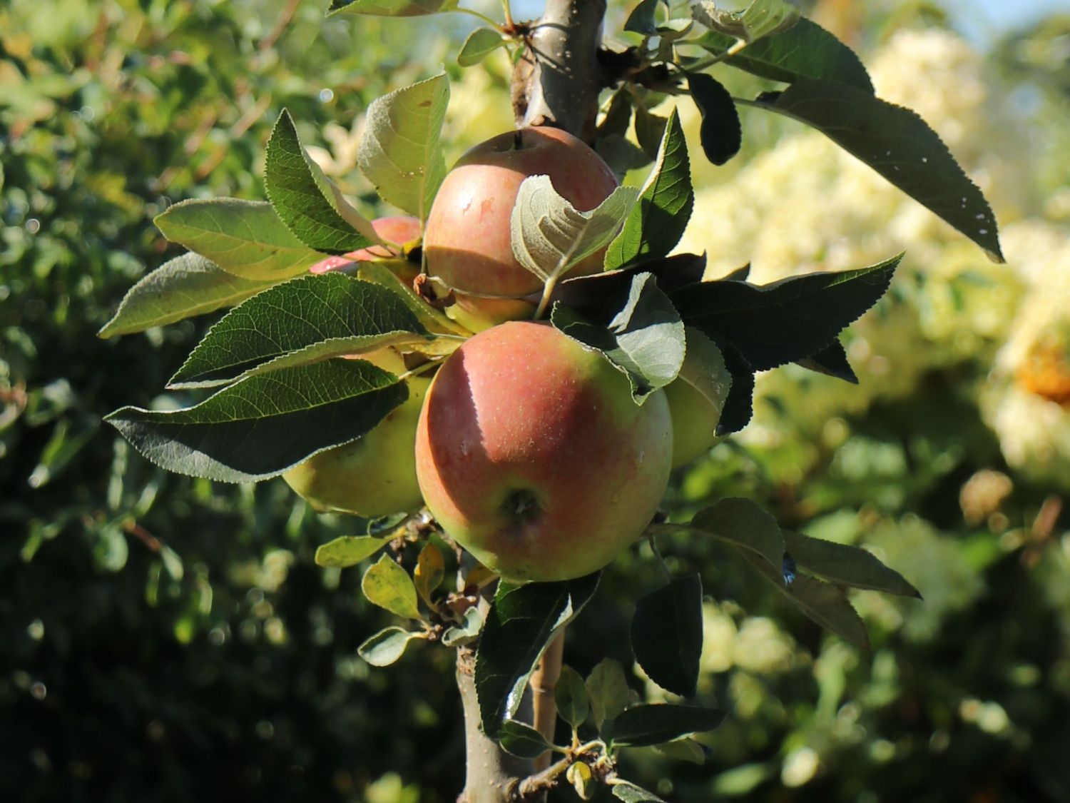Säulenapfel 'Pompink'