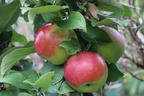 Säulenapfel 'Red River' ® - Malus 'Red River' ®