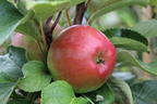 Säulenapfel 'Red River' ® - Malus 'Red River' ®