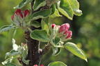 Säulenapfel 'Red River' ® - Malus 'Red River' ®